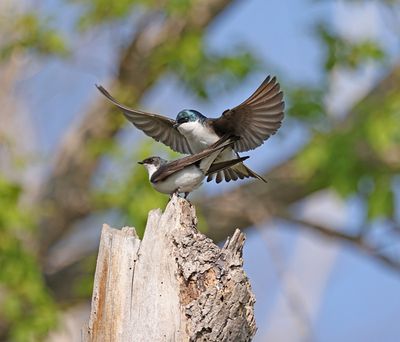 Tree Swallows mating