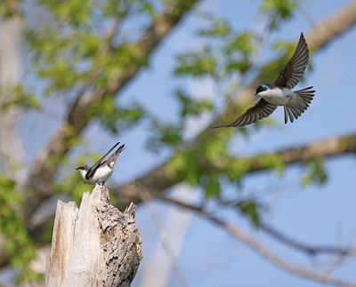 Tree Swallows mating