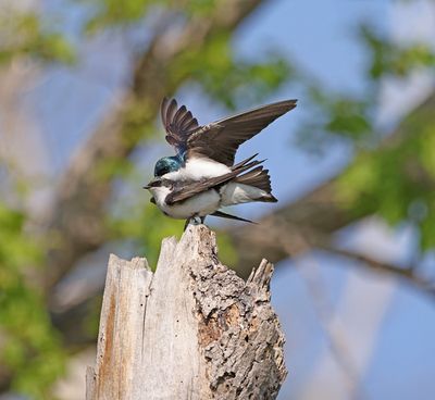 Tree Swallows mating