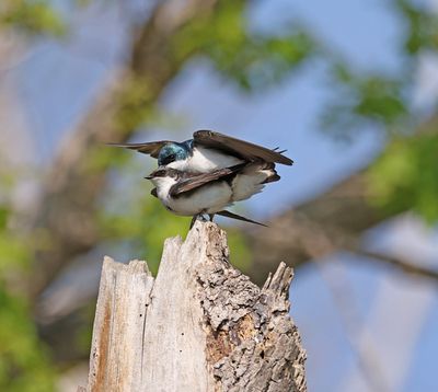 Tree Swallows mating