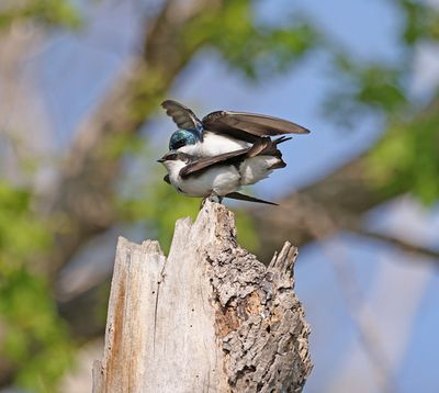 Tree Swallows mating