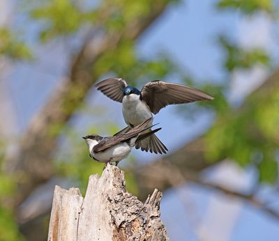 Tree Swallows mating