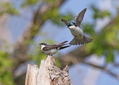 Tree Swallows mating