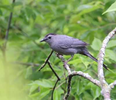 Gray Catbird