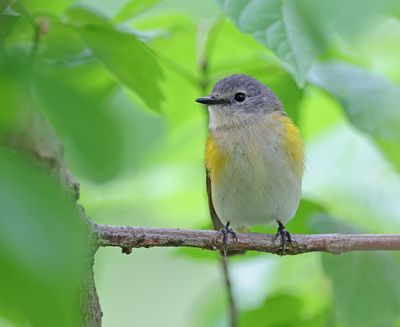 Redstart