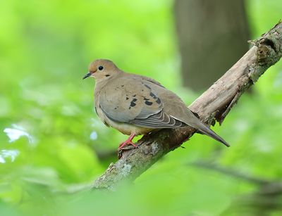 Mourning Dove