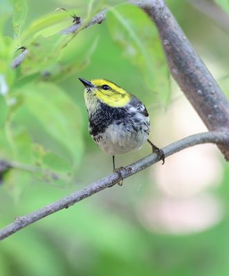 Black-throated Green Warbler