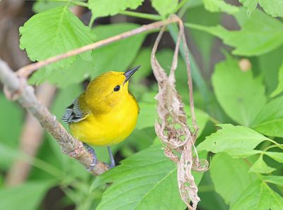 Prothonotary Warbler