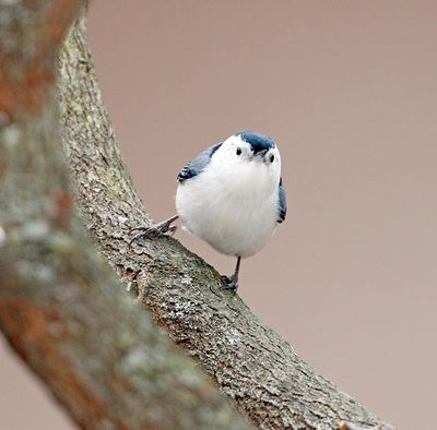 White-breasted Nuthatch 
