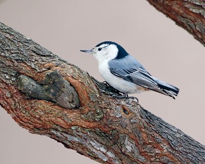 White-breasted Nuthatch 