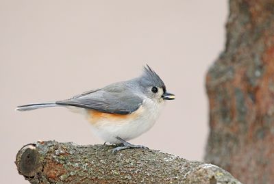 Tufted Titmouse