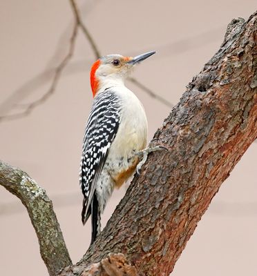 Red-bellied Woodpecker