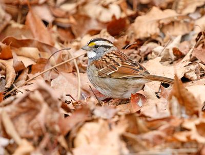 White-throated Sparrow