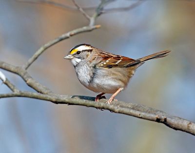 White-throated Sparrow