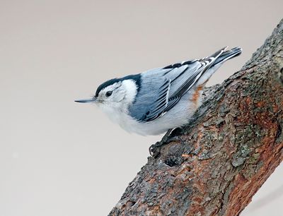 White-breasted Nuthatch