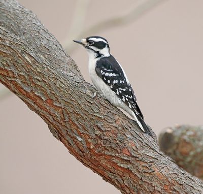 Downy Woodpecker (female)