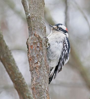 Downy Woodpecker