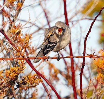 Northern Mockingbird