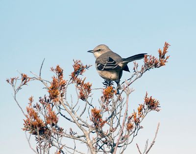 Northern Mockingbird