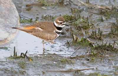 Killdeer