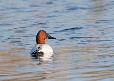 Canvasback