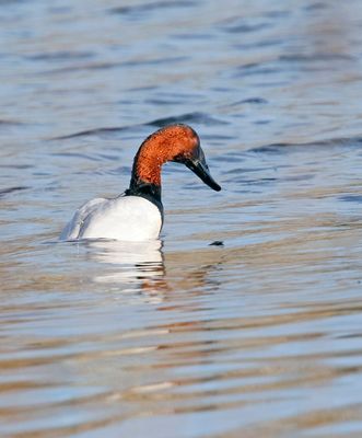 Canvasback