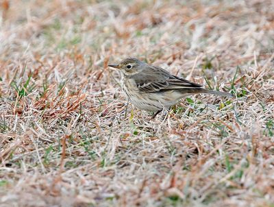 American Pipit