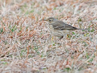 American Pipit