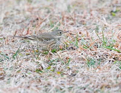 American Pipit