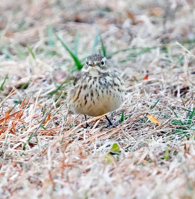 American Pipit