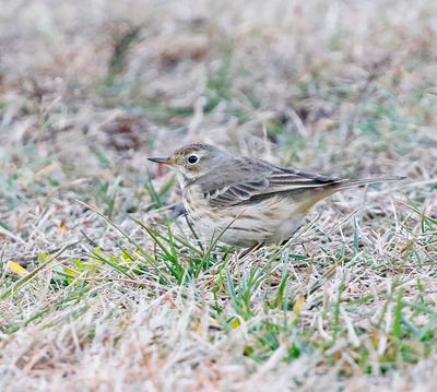 American Pipit