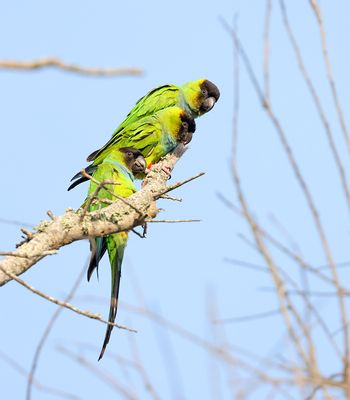 Nanday Parakeet