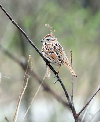 Song Sparrow