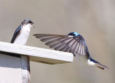 Tree Swallows 