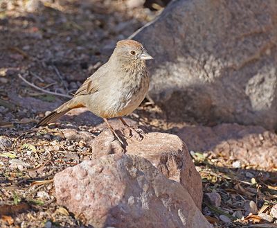 Canyon Towhee