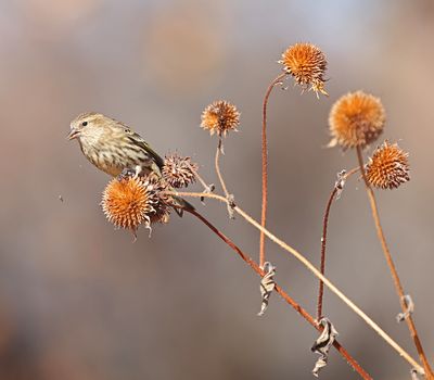 Pine Siskin 
