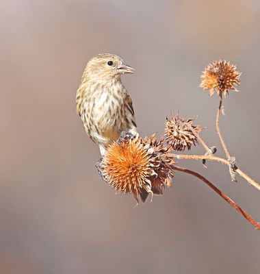 Pine Siskin 
