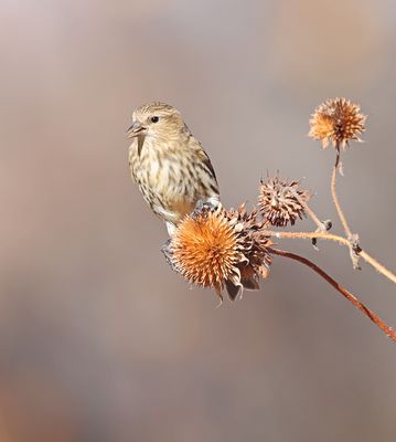 Pine Siskin 