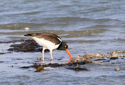 American Oystercatcher