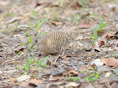 Inca Dove