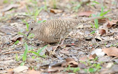 Inca Dove