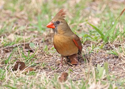 Cardinal