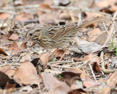 Lincoln's Sparrow