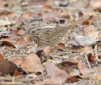 Lincoln's Sparrow