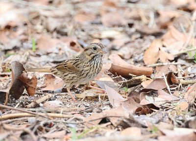 Lincoln's Sparrow