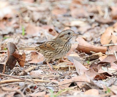 Lincoln's Sparrow