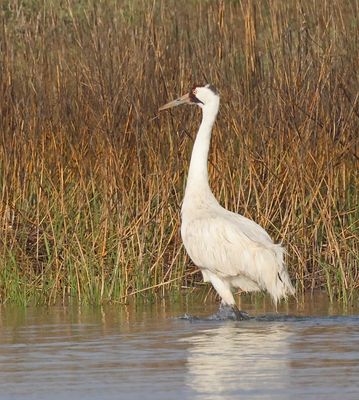 Whooping Crane