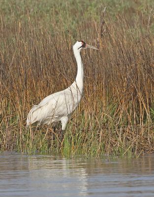 Whooping Crane