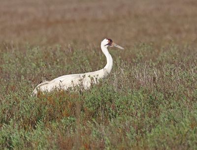 Whooping Crane