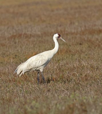 Whooping Crane